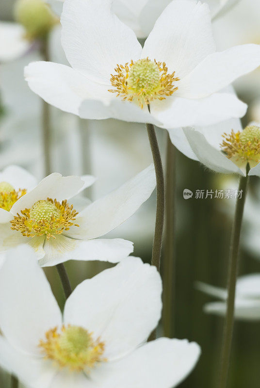 雪莲花(银莲花sylvestris) - XI